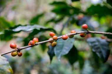 Çiftçi konsepti olgunlaşmış kahve tohumu robusta arabica üzümü. Taze yeşil yapraklı fasulye. Turuncu ekin sarı böğürtlen.