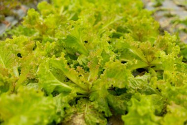 Akıllı tarım teknikleri hidroponik salata sebze kırmızı meşe yeşili marul taze sürdürülebilir üretim sürdürülebilir tarım sürdürülebilir yerel halkın sağlıklı beslenme desteğini teşvik eder..