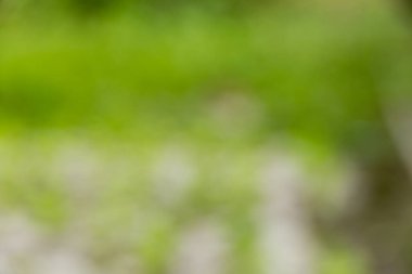 Akıllı tarım teknikleri hidroponik salata sebze kırmızı meşe yeşili marul taze sürdürülebilir üretim sürdürülebilir tarım sürdürülebilir yerel halkın sağlıklı beslenme desteğini teşvik eder..