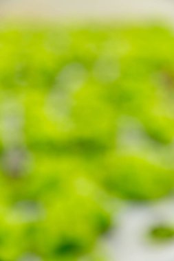 Akıllı tarım teknikleri hidroponik salata sebze kırmızı meşe yeşili marul taze sürdürülebilir üretim sürdürülebilir tarım sürdürülebilir yerel halkın sağlıklı beslenme desteğini teşvik eder..