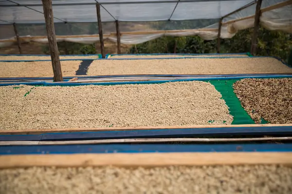 Çiftçi konsepti olgunlaşmış kahve tohumu robusta arabica üzümü. Taze yeşil yapraklı fasulye. Turuncu ekin sarı böğürtlen.