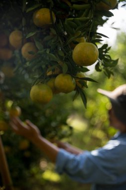 Olgun turuncu tarım kavramı çiftçi, meyve narenciyesi meyve bahçesi mandarin ağacı yetişen organik yapraklar, arka planda yeşil canlı bahçe yaprağı yaprakları, bitki örtüsü, yakın büyüme dalları.