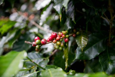 Çiftçi konsepti olgunlaşmış kahve tohumu robusta arabica üzümü. Taze yeşil yapraklı fasulye. Turuncu ekin sarı böğürtlen.