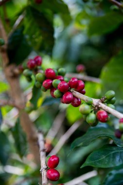 Çiftçi konsepti olgunlaşmış kahve tohumu robusta arabica üzümü. Taze yeşil yapraklı fasulye. Turuncu ekin sarı böğürtlen.