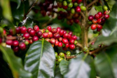 Çiftçi konsepti olgunlaşmış kahve tohumu robusta arabica üzümü. Taze yeşil yapraklı fasulye. Turuncu ekin sarı böğürtlen.