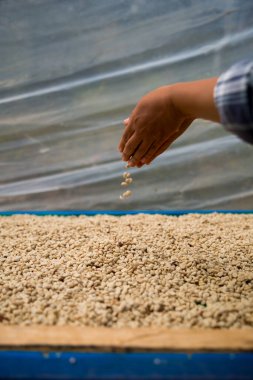 Çiftçi konsepti. Olgun kahve tohumu. Robusta arabica üzümü. Taze yeşil yaprak çekirdeği.
