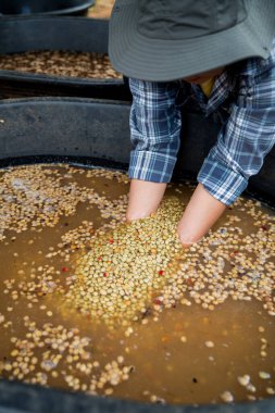 Çiftçi konsepti. Olgun kahve tohumu. Robusta arabica üzümü. Taze yeşil yaprak çekirdeği.