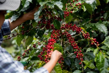 Çiftçi konsepti. Olgun kahve tohumu. Robusta arabica üzümü. Taze yeşil yaprak çekirdeği.