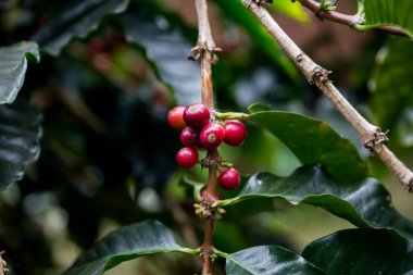 Çiftçi konsepti olgunlaşmış kahve tohumu robusta arabica üzümü. Taze yeşil yapraklı fasulye. Turuncu ekin sarı böğürtlen.