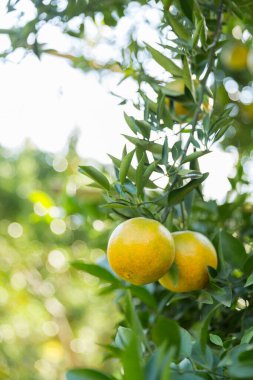 İş dünyasının doğası narenciye bahçesinin etrafında dönüyor. Portakal ağacı büyüyor, canlı, organik yapraklar sersemletici bir zemin oluşturuyor, dallarla dolu gelişen yeşil bir bahçe.