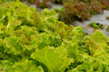 Akıllı tarım teknikleri hidroponik salata sebze kırmızı meşe yeşili marul taze sürdürülebilir üretim sürdürülebilir tarım sürdürülebilir yerel halkın sağlıklı beslenme desteğini teşvik eder..