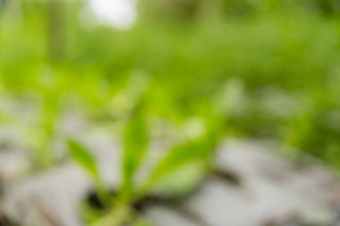 Akıllı tarım teknikleri hidroponik salata sebze kırmızı meşe yeşili marul taze sürdürülebilir üretim sürdürülebilir tarım sürdürülebilir yerel halkın sağlıklı beslenme desteğini teşvik eder..