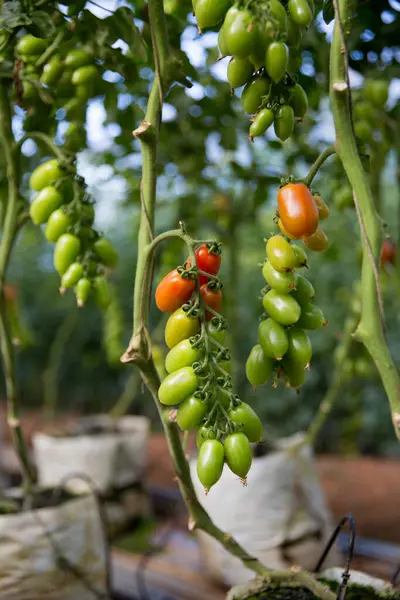 Akıllı tarım teknikleri hidroponik salata teknolojisi domates kırmızısı yeşil taze sürdürülebilir tarım sağlama sağlıklı beslenme desteği yerel çiftçiler gmo olmayan