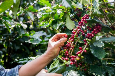 Çiftçi konsepti olgunlaşmış kahve tohumu robusta arabica üzümü. Taze yeşil yapraklı fasulye. Turuncu ekin sarı böğürtlen.