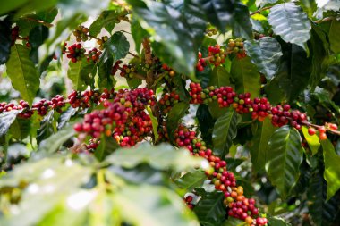 Çiftçi konsepti olgunlaşmış kahve tohumu robusta arabica üzümü. Taze yeşil yapraklı fasulye. Turuncu ekin sarı böğürtlen.