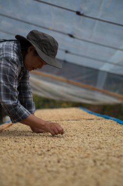 Çiftçi konsepti. Olgun kahve tohumu. Robusta arabica üzümü. Taze yeşil yaprak çekirdeği.