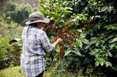 Çiftçi konsepti. Olgun kahve tohumu. Robusta arabica üzümü. Taze yeşil yaprak çekirdeği.