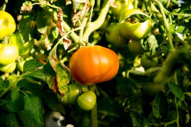 Akıllı tarım teknikleri hidroponik salata teknolojisi domates kırmızısı yeşil taze sürdürülebilir tarım sağlama sağlıklı beslenme desteği yerel çiftçiler gmo olmayan