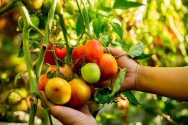 Akıllı tarım teknikleri hidroponik salata sebze iş teknolojisi Taze sürdürülebilir çiftçi el yapımı çiftçi el yapımı Gmo olmayan domates kırmızı yeşil tarım yaşam desteğini teşvik eder