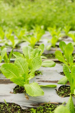 Akıllı tarım teknikleri hidroponik salata sebze kırmızı meşe yeşili marul taze sürdürülebilir üretim sürdürülebilir tarım sürdürülebilir yerel halkın sağlıklı beslenme desteğini teşvik eder..