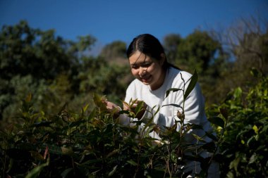 Taze yeşil çay hasadı üzerine kurulu iş konsepti organik çiftliği yeşil bahçeli sağlıklı bitki ağacı yapraklı eko bitkisel çiftçi yaprağı bulanık bitki örtüsü doğal bitkisel bitki örtüsü