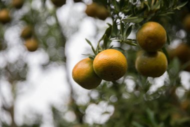 Ticari tarım portakal kavramı doğa meyve narenciye meyve bahçesi mandarin ağacı, canlı organik gür yapraklar arka planda çiftçi yeşil bahçe yaprağı olgun dallar bitki çiftçilik büyümesi yakın.