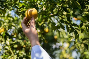 Olgun turuncu tarım kavramı çiftçi, meyve narenciyesi meyve bahçesi mandarin ağacı yetişen organik yapraklar, arka planda yeşil canlı bahçe yaprağı yaprakları, bitki örtüsü, yakın büyüme dalları.