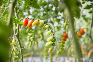 Akıllı tarım teknikleri hidroponik salata teknolojisi domates kırmızısı yeşil taze sürdürülebilir tarım sağlama sağlıklı beslenme desteği yerel çiftçiler gmo olmayan
