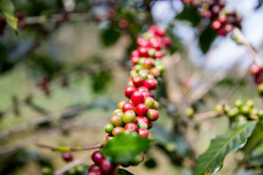 Çiftçi konsepti olgunlaşmış kahve tohumu robusta arabica üzümü. Taze yeşil yapraklı fasulye. Turuncu ekin sarı böğürtlen.