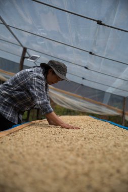 Çiftçi konsepti. Olgun kahve tohumu. Robusta arabica üzümü. Taze yeşil yaprak çekirdeği.