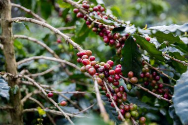 Çiftçi konsepti olgunlaşmış kahve tohumu robusta arabica üzümü. Taze yeşil yapraklı fasulye. Turuncu ekin sarı böğürtlen.