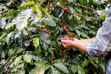 Çiftçi konsepti. Olgun kahve tohumu. Robusta arabica üzümü. Taze yeşil yaprak çekirdeği.