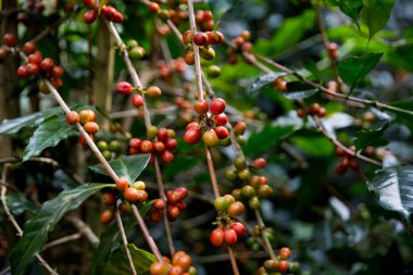 Çiftçi konsepti olgunlaşmış kahve tohumu robusta arabica üzümü. Taze yeşil yapraklı fasulye. Turuncu ekin sarı böğürtlen.