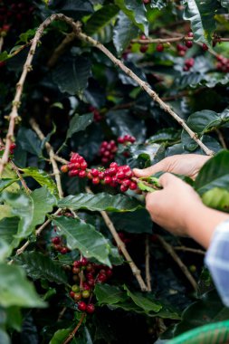 Çiftçi konsepti. Olgun kahve tohumu. Robusta arabica üzümü. Taze yeşil yaprak çekirdeği.