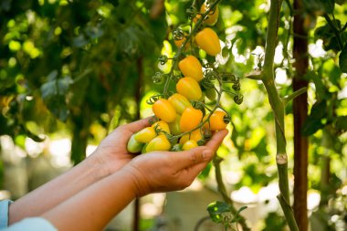 Akıllı tarım teknikleri hidroponik salata sebze iş teknolojisi Taze sürdürülebilir çiftçi el yapımı çiftçi el yapımı Gmo olmayan domates kırmızı yeşil tarım yaşam desteğini teşvik eder