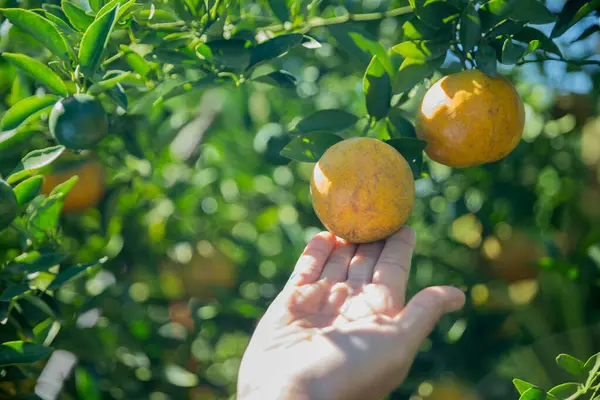 Olgun turuncu tarım kavramı çiftçi, meyve narenciyesi meyve bahçesi mandarin ağacı yetişen organik yapraklar, arka planda yeşil canlı bahçe yaprağı yaprakları, bitki örtüsü, yakın büyüme dalları.