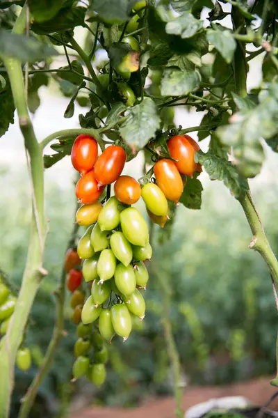 Akıllı tarım teknikleri hidroponik salata teknolojisi domates kırmızısı yeşil taze sürdürülebilir tarım sağlama sağlıklı beslenme desteği yerel çiftçiler gmo olmayan