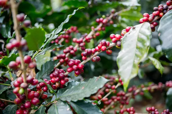 Çiftçi konsepti olgunlaşmış kahve tohumu robusta arabica üzümü. Taze yeşil yapraklı fasulye. Turuncu ekin sarı böğürtlen.