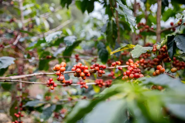 Çiftçi konsepti olgunlaşmış kahve tohumu robusta arabica üzümü. Taze yeşil yapraklı fasulye. Turuncu ekin sarı böğürtlen.