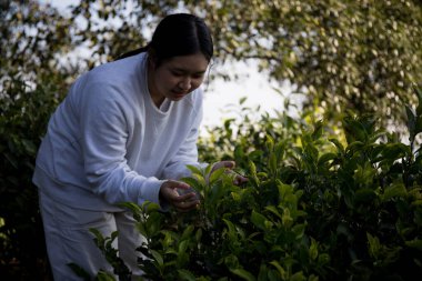 Taze yeşil çay hasadı üzerine kurulu iş konsepti organik çiftliği yeşil bahçeli sağlıklı bitki ağacı yapraklı eko bitkisel çiftçi yaprağı bulanık bitki örtüsü doğal bitkisel bitki örtüsü
