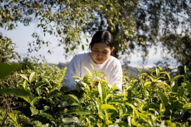 Taze yeşil çay hasadı üzerine kurulu iş konsepti organik çiftliği yeşil bahçeli sağlıklı bitki ağacı yapraklı eko bitkisel çiftçi yaprağı bulanık bitki örtüsü doğal bitkisel bitki örtüsü