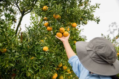 Olgun turuncu tarım kavramı çiftçi, meyve narenciyesi meyve bahçesi mandarin ağacı yetişen organik yapraklar, arka planda yeşil canlı bahçe yaprağı yaprakları, bitki örtüsü, yakın büyüme dalları.