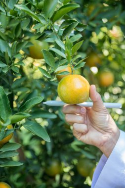 Olgun turuncu tarım kavramı çiftçi, meyve narenciyesi meyve bahçesi mandarin ağacı yetişen organik yapraklar, arka planda yeşil canlı bahçe yaprağı yaprakları, bitki örtüsü, yakın büyüme dalları.