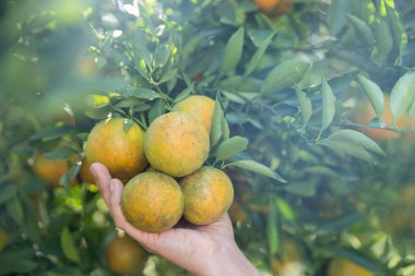 Olgun turuncu tarım kavramı çiftçi, meyve narenciyesi meyve bahçesi mandarin ağacı yetişen organik yapraklar, arka planda yeşil canlı bahçe yaprağı yaprakları, bitki örtüsü, yakın büyüme dalları.