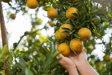 Olgun turuncu tarım kavramı çiftçi, meyve narenciyesi meyve bahçesi mandarin ağacı yetişen organik yapraklar, arka planda yeşil canlı bahçe yaprağı yaprakları, bitki örtüsü, yakın büyüme dalları.