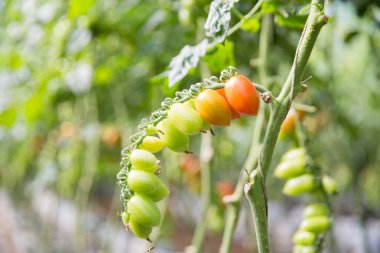 Akıllı tarım teknikleri hidroponik salata teknolojisi domates kırmızısı yeşil taze sürdürülebilir tarım sağlama sağlıklı beslenme desteği yerel çiftçiler gmo olmayan