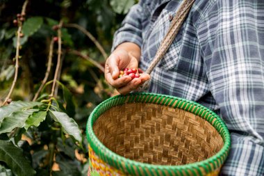 Çiftçi konsepti. Olgun kahve tohumu. Robusta arabica üzümü. Taze yeşil yaprak çekirdeği.
