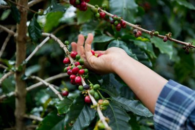 Çiftçi konsepti. Olgun kahve tohumu. Robusta arabica üzümü. Taze yeşil yaprak çekirdeği.