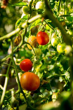 Akıllı tarım teknikleri hidroponik salata teknolojisi domates kırmızısı yeşil taze sürdürülebilir tarım sağlama sağlıklı beslenme desteği yerel çiftçiler gmo olmayan