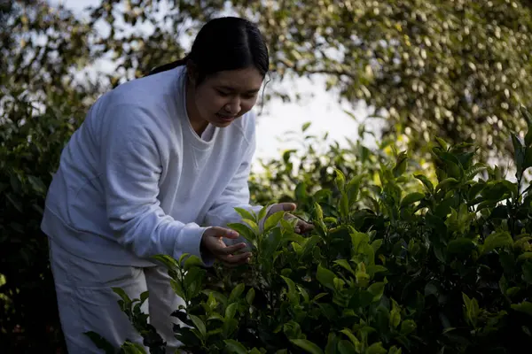 Taze yeşil çay hasadı üzerine kurulu iş konsepti organik çiftliği yeşil bahçeli sağlıklı bitki ağacı yapraklı eko bitkisel çiftçi yaprağı bulanık bitki örtüsü doğal bitkisel bitki örtüsü
